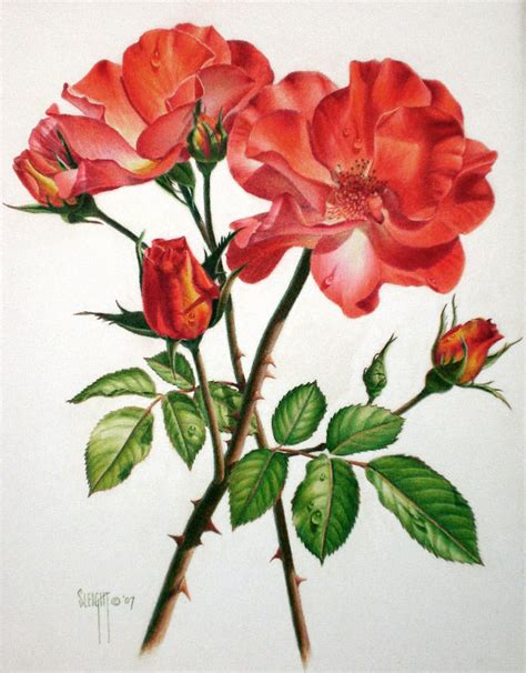 Realistic Pencil Drawing Images Flowers : Find images of flower drawing ...