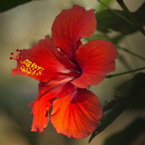 Hibiscus Flower (Organic) - Neter Vital