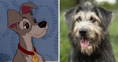 Shelter Dog Gets Lead Role in Re-make of Disney's 'Lady and the Tramp'