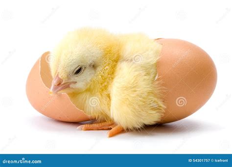 Yellow Chicken Hatching From Egg Royalty-Free Stock Photography | CartoonDealer.com #54301757