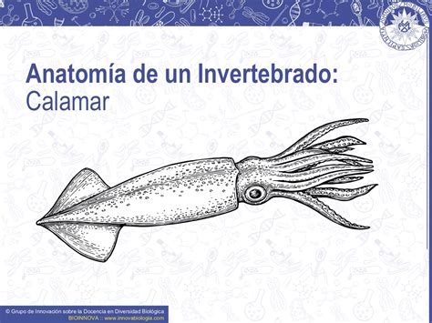 Anatomía de un invertebrado: Calamar | BIOINNOVA