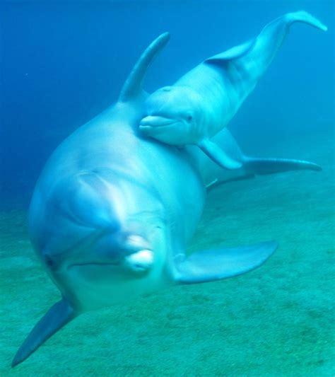 Dolphin Birth Caught in Amazing Underwater Video | Live Science