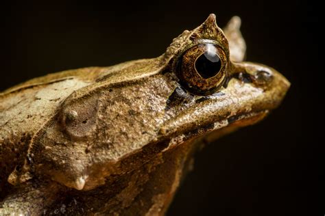 The Philippines declares more than 100,000 acres as critical habitat