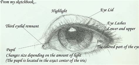 Eye Diagram - Cliparts.co