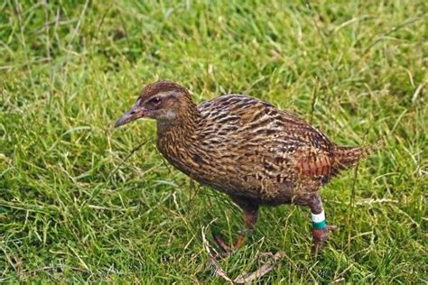 Weka Bird | Photo, Information