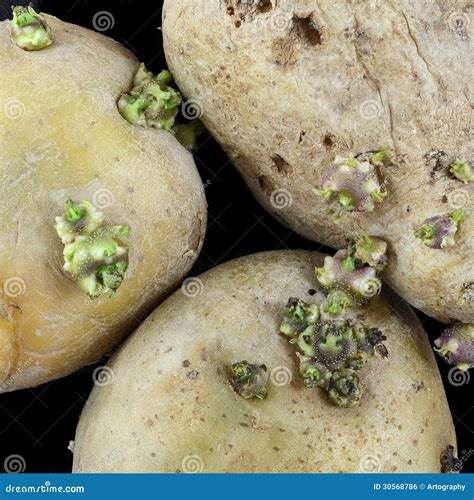 Sprouting potato stock photo. Image of seedling, plant - 30568786