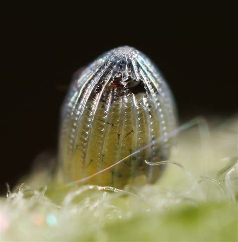 All of Nature: Monarch Butterfly Egg Hatching