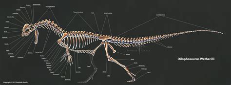 Dilophosaurus Wetherilli Skeleton Study by TheDragonofDoom on DeviantArt