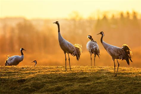 Cranes at sunrise | Animals, Beautiful birds, Wildlife travel