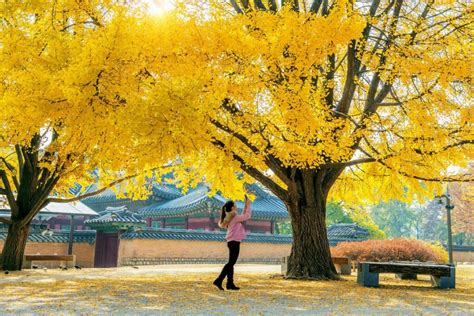 Complete Guide to Fall in Korea (Autumn Leaves Spots)