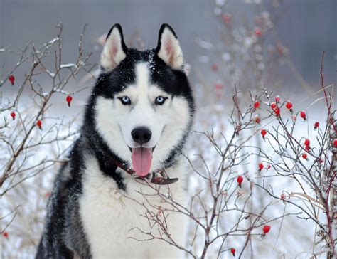 Cainii husky& in pericol din cauza fanilor serialului ...