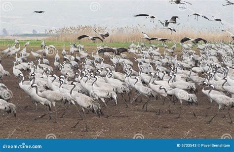 Birds migration stock image. Image of lake, crane, fowl - 5733543