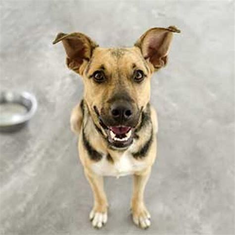 Animals Available for Adoption - Colorado Animal Rescue