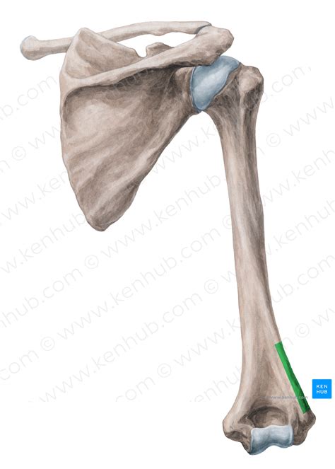 Lateral supracondylar ridge of humerus (#3133) – Kenhub Image License Store