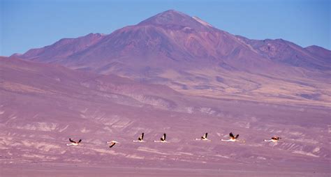 Salar de Atacama (Salt Flats) : Chile Holiday Architects