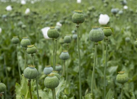 Poppy Plant Care Needn't Be An Exact Science, But These Tips Can Help ...