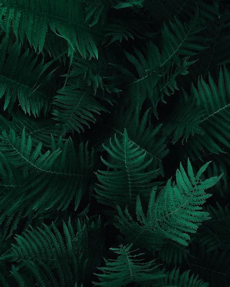 3840x2160px | free download | HD wallpaper: Photo of Green Fern Leaves ...