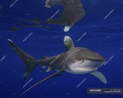 Oceanic whitetip shark — horizontal, sea life - Stock Photo | #173518256