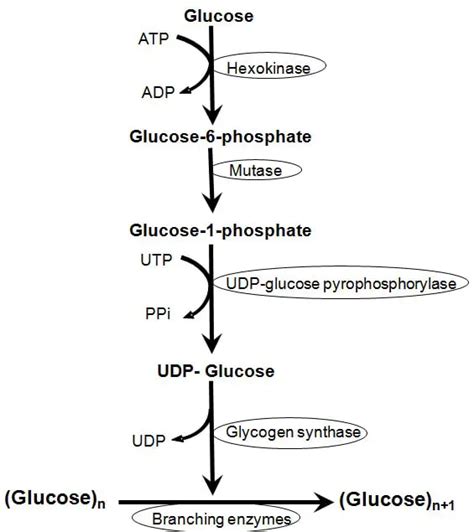 Glycogenesis - Cycle, Steps, Significance (Vs Gluconeogenesis) - Laboratoryinfo.com