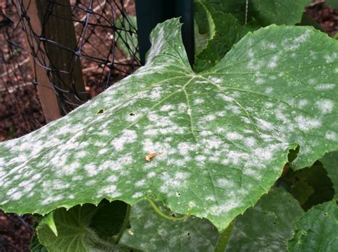 Powdery Mildew – Identify and Cure - Watters Garden Center