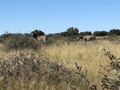 Mafikeng Game Reserve - 2020 All You Need to Know BEFORE You Go (with Photos) - Tripadvisor