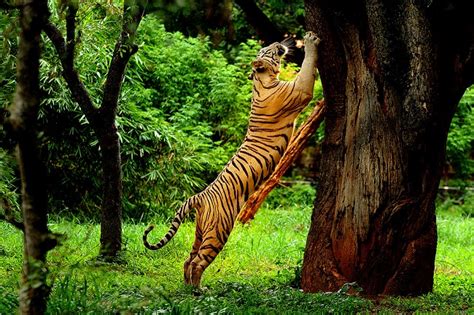 kerala wildlife - Useful Travel Tips