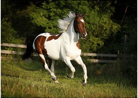 Prints of Wiekopolska, gelding, skewbald horse, galloping across a meadow | Horses, Gelding ...