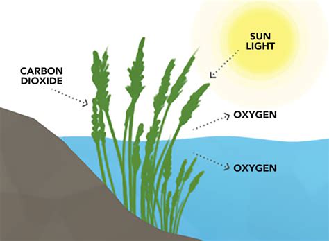 How Does Dissolved Oxygen Get Into Water? | Atlas Scientific