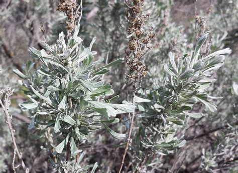 Artemisia tridentata ssp. tridentata (Basin big sagebrush) — L&H Seeds