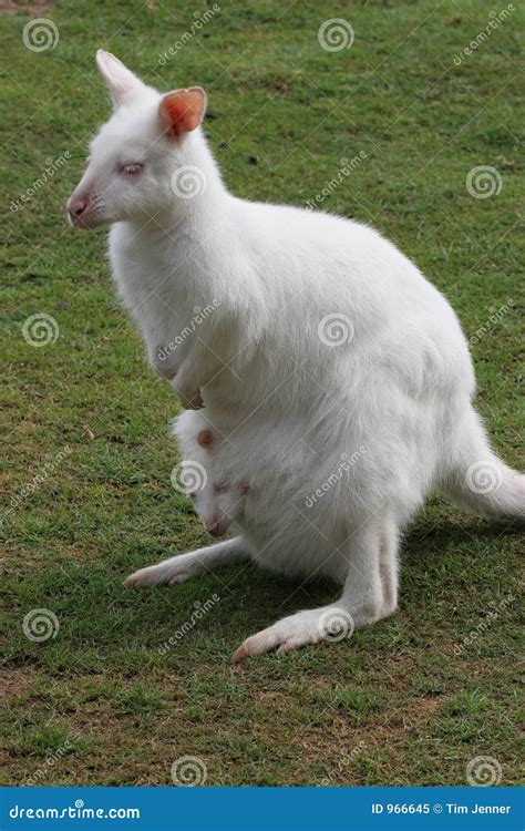 Albino Wallaby with Baby in Pouch Stock Image - Image of baby, marsupial: 966645