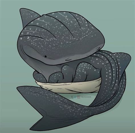 Whale sharkpup has trouble sitting in its own bed | Cute fantasy creatures, Cute animal drawings ...