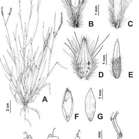 Leaf blade anatomy in cross section, general view (left) and detail of ...