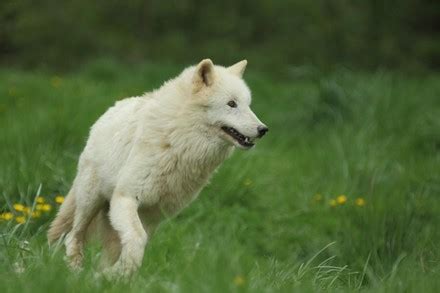 Alaskan Tundra Wolf Canis Lupus Albus Editorial Stock Photo - Stock Image | Shutterstock