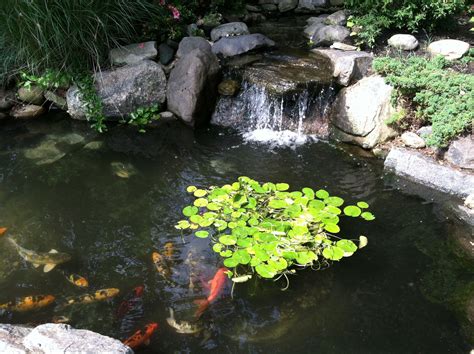 Backyard koi pond with waterfall. #pondplanet #ponds Small Backyard Ponds, Outdoor Ponds ...