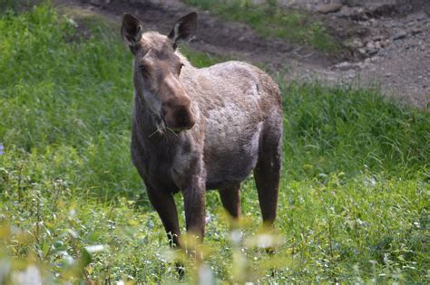 USA- Alaska- Denali Wildlife