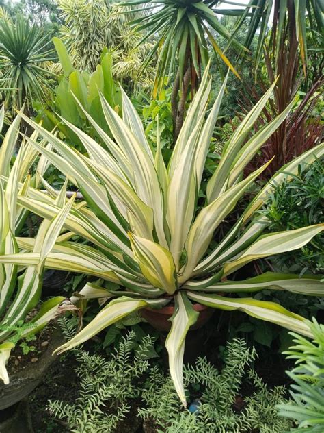 Variegated Furcraea Foetida, Furniture & Home Living, Gardening, Plants & Seeds on Carousell