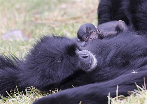 New rare baby siamang gibbon makes Canberra zoo debut | The RiotACT