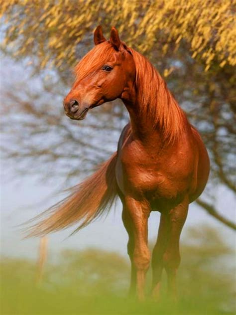 Pin by Kimberly Payne on خيول رائعه - Wonderful horses | Horses, Pretty ...