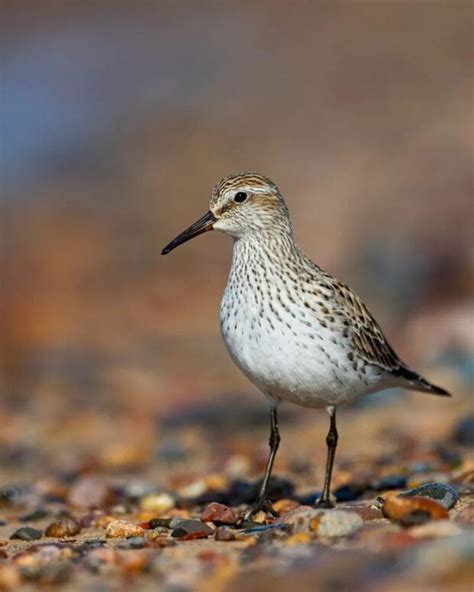 2024 AWESOME Guide to Seney National Wildlife Refuge