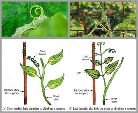 Tropism in plants — lesson. Science State Board, Class 9.