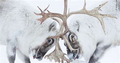 Highlights from the 2021 Wildlife Photographer of the Year Awards