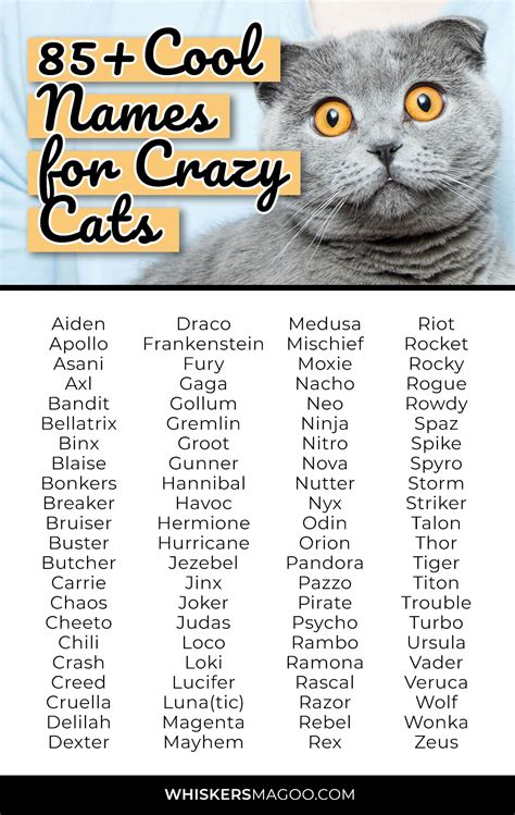 85+ Cool Names for Crazy Cats - Whiskers Magoo