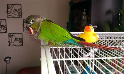 Green Cheek chewing wood chip | Green cheek, Parrot toys, Cinnamon green cheek conure