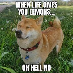 29 Shiba Memes ideas | shiba inu, shiba, memes