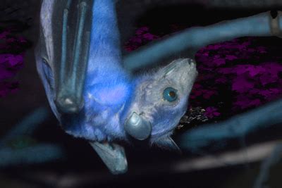 Imagik--Images by Mary Stebbins Taitt: Blue Bat, Cranbrook