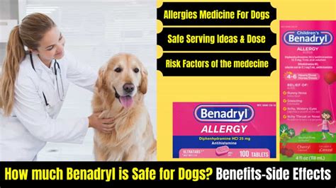 benadryl for dogs anxiety – Serve Dogs