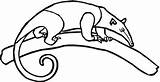 Northern tamandua coloring Page  Free Printable Coloring Pages sketch template