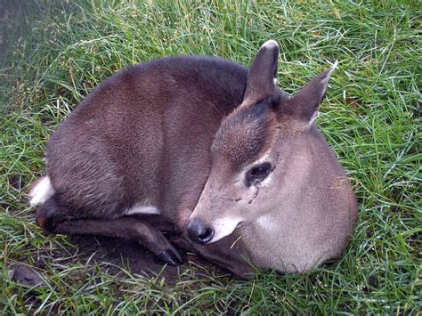 Free Western Tufted Deer Stock Photo - FreeImages.com