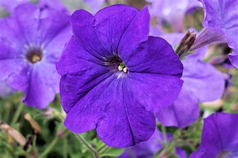 62 Purple Flower Types with Pictures | Flower Glossary