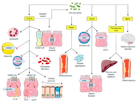 Metabolites | Free Full-Text | Epigenetic Modifications Induced by the ...